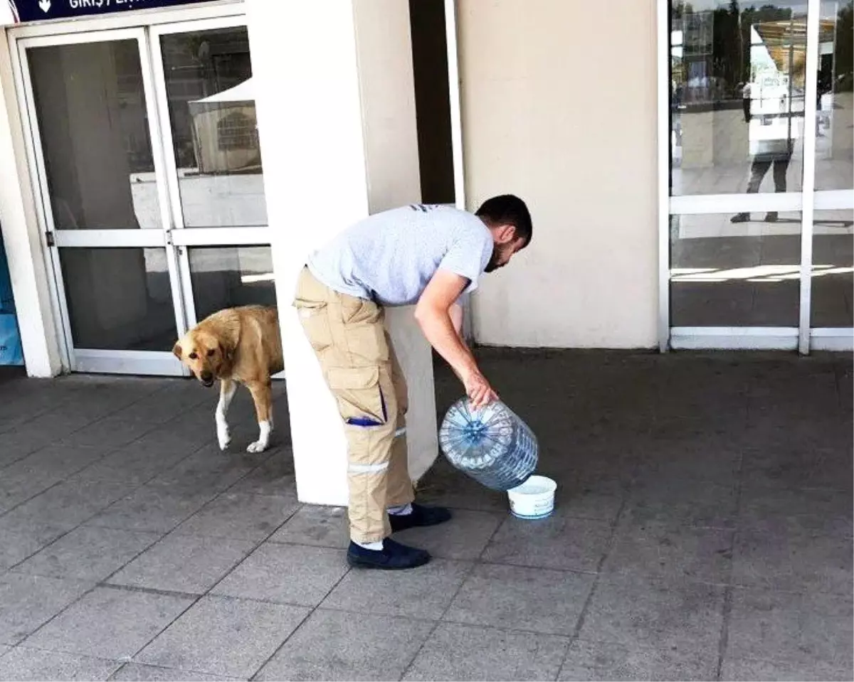 Başkan Işıksu: "Sahipsiz hayvanlarımız susuz kalmasın"