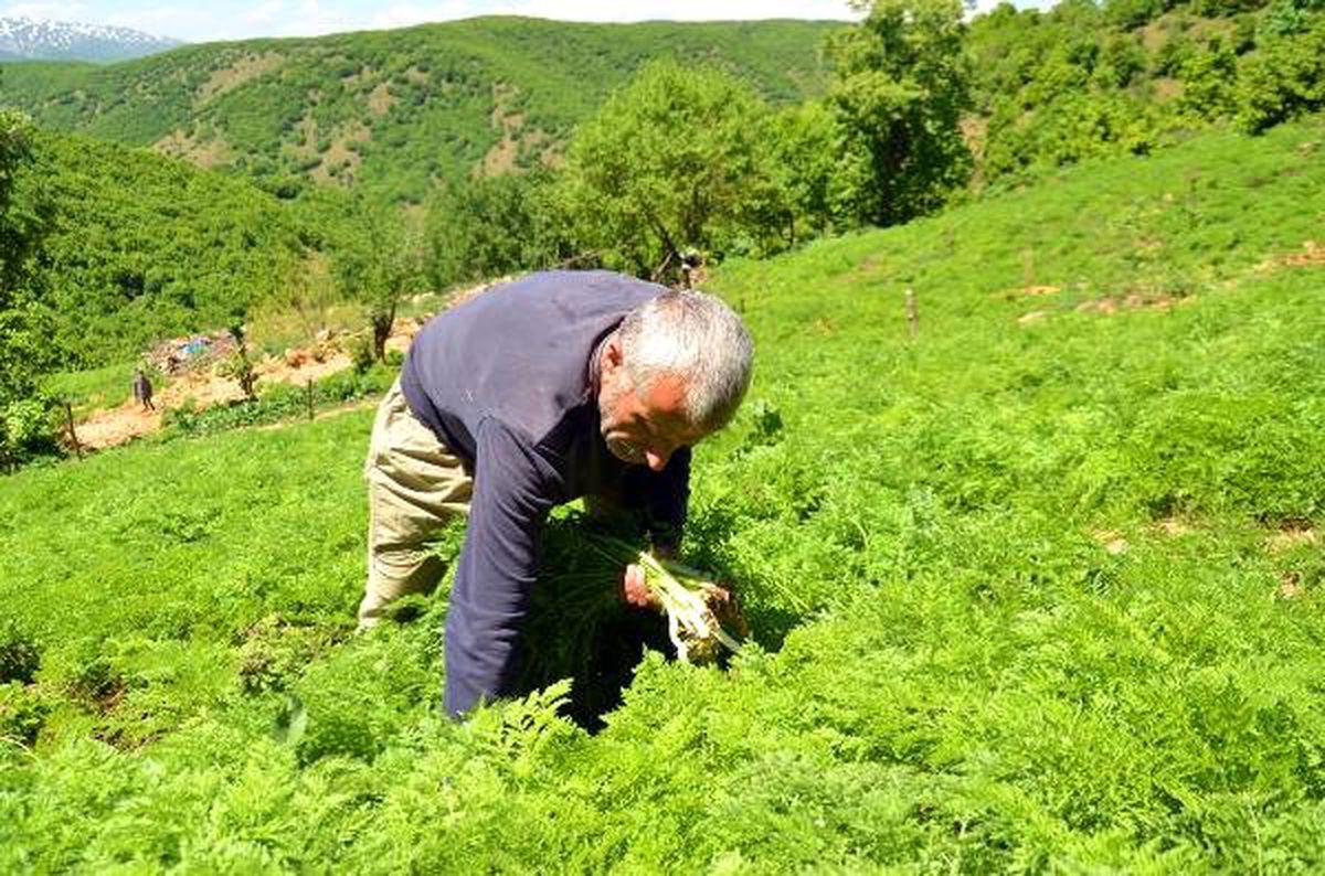 Muş\'ta mendık otu toplanmaya başlandı