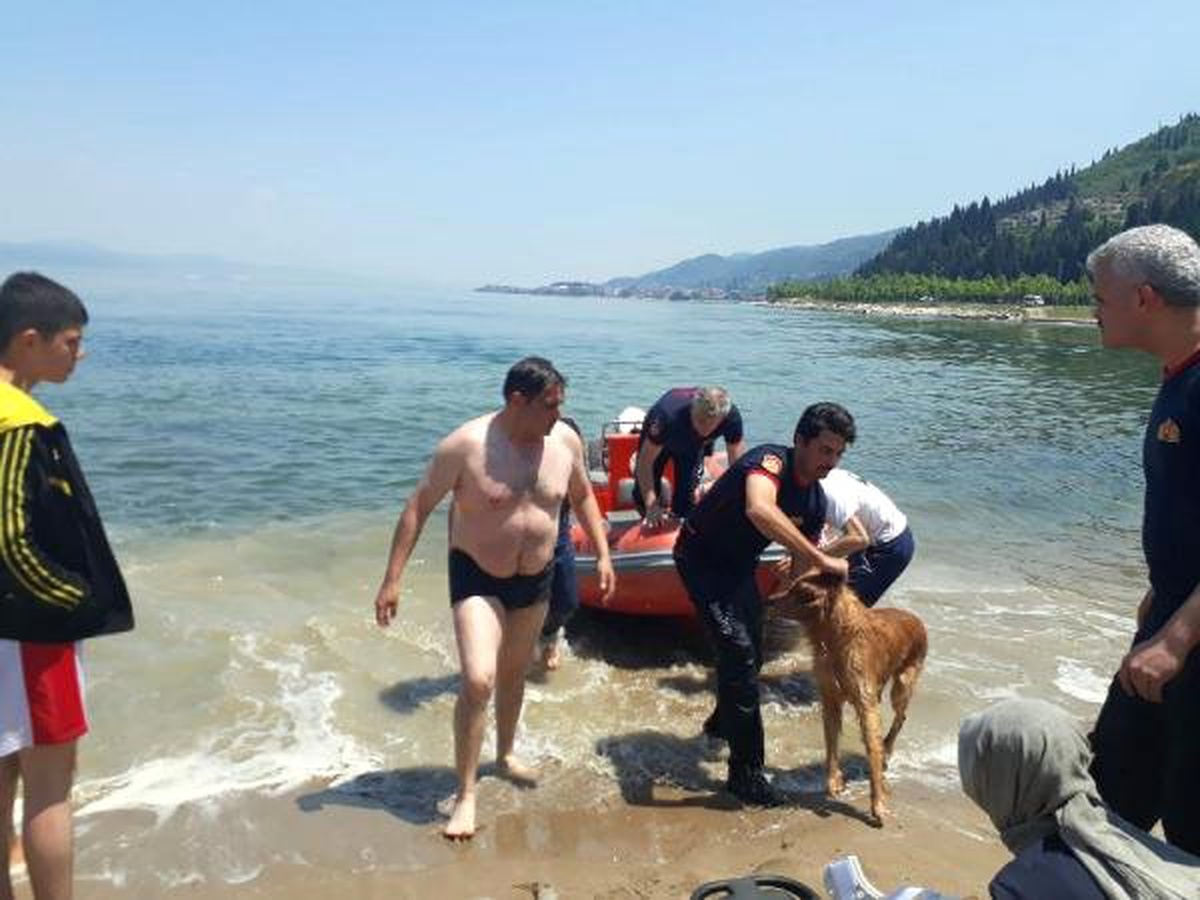 Denize giren köpeği için canından oluyordu
