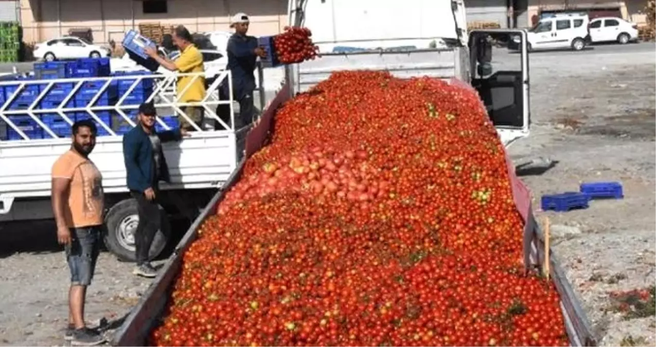 Domatesin fiyatı dibi gördü, üretici önlem istedi