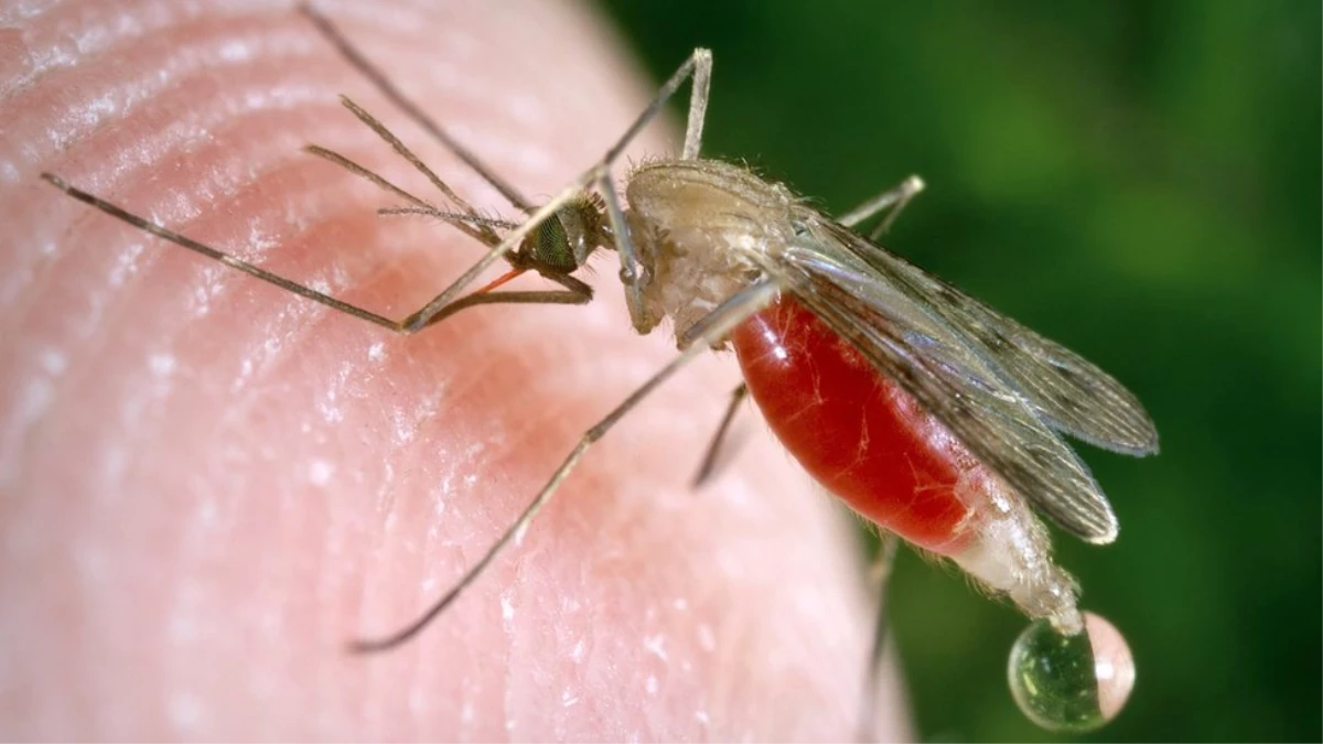 Genetiği değiştirilmiş mantarlar sıtma taşıyan sivrisinekleri hızla öldürebiliyor