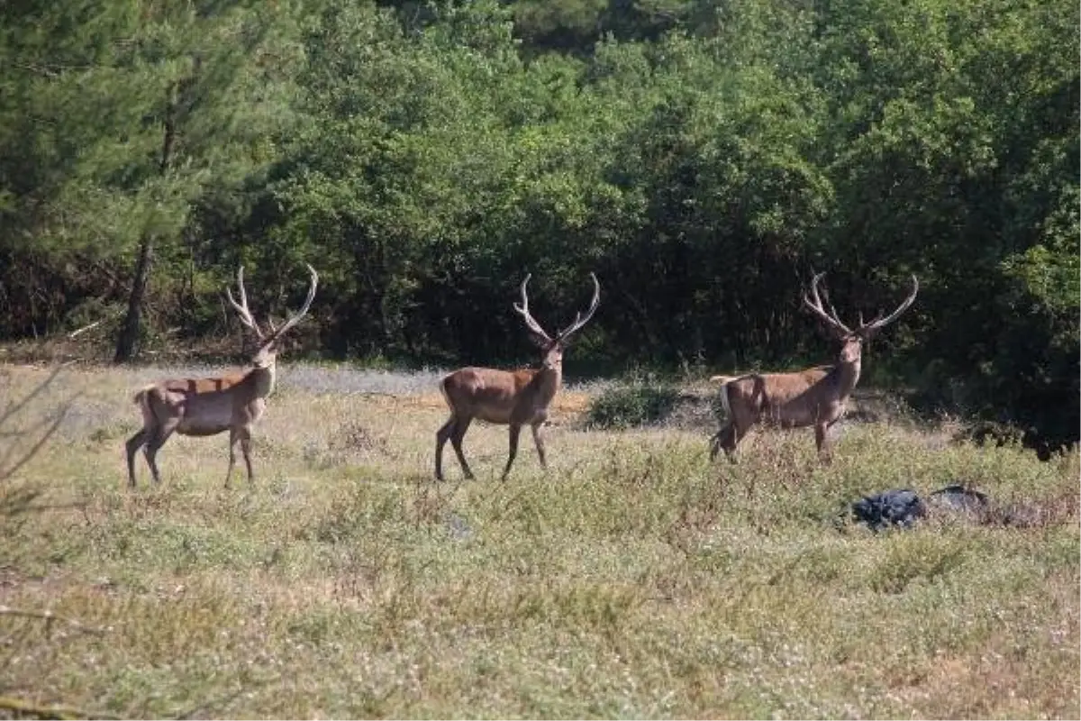 İdare mahkemesi, ihaleye çıkartılan kızıl geyiklere yaşam hakkı