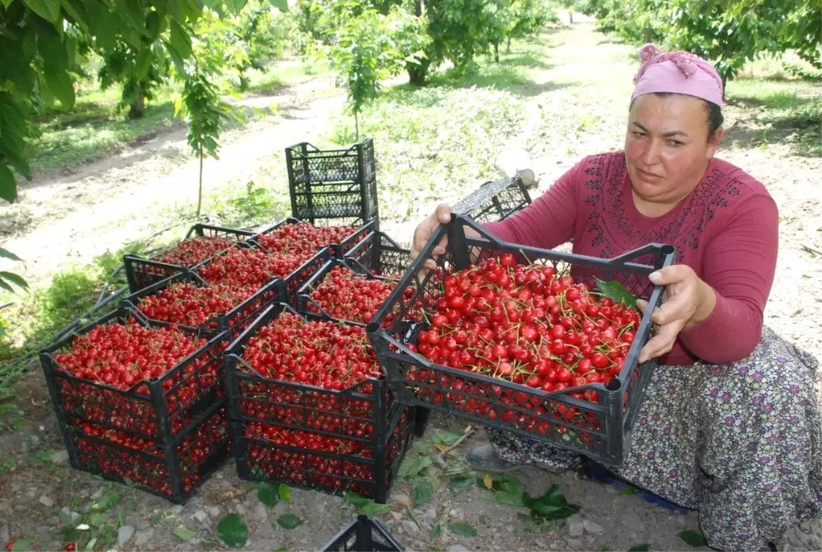 Üretici isyan ediyor! Kiraz tarlada 7, markette 12,5 lira