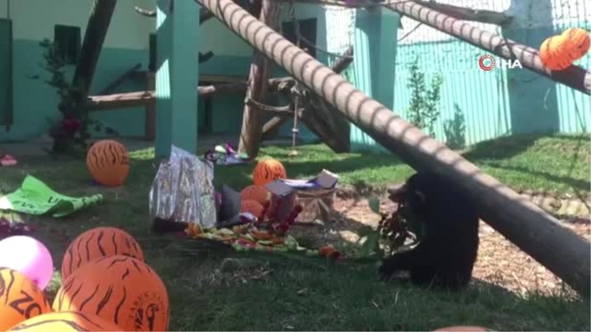 Şempanzeler sürpriz doğum günü partisinde yeni yaşlarını kutladı