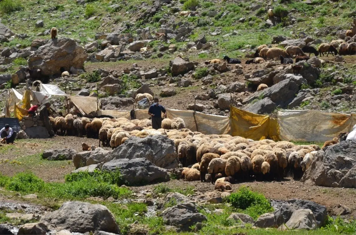 Yaylalarda koyun kırkma dönemi başladı