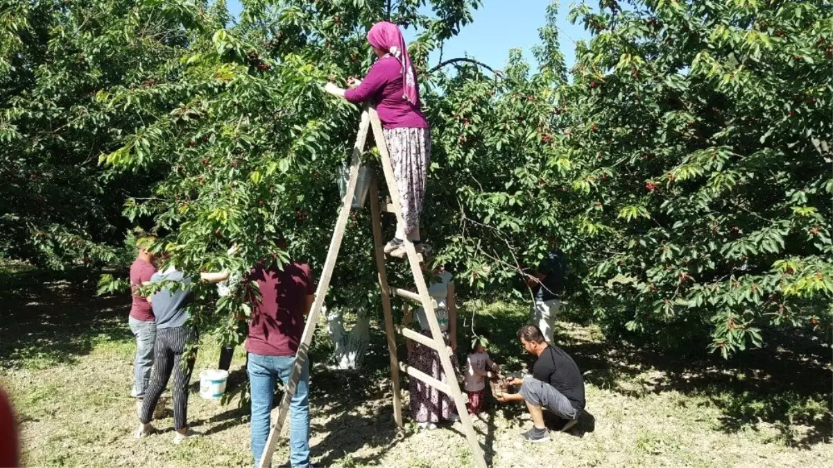 Kuşadası\'nda 7 yıl aradan sonra kiraz festivali heyecanı