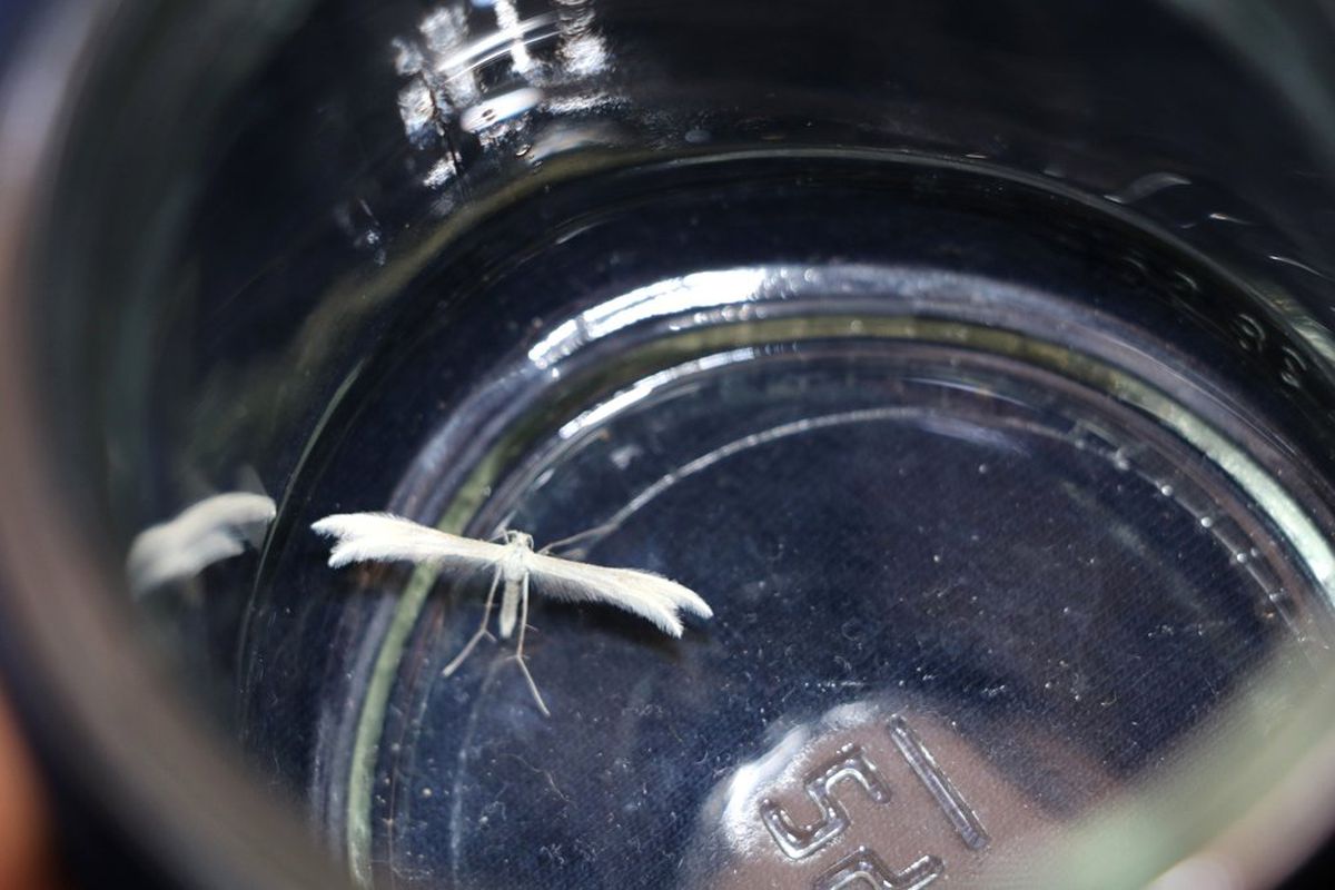 Lepidoptera kelebeği Kahramanmaraş\'ta görüldü