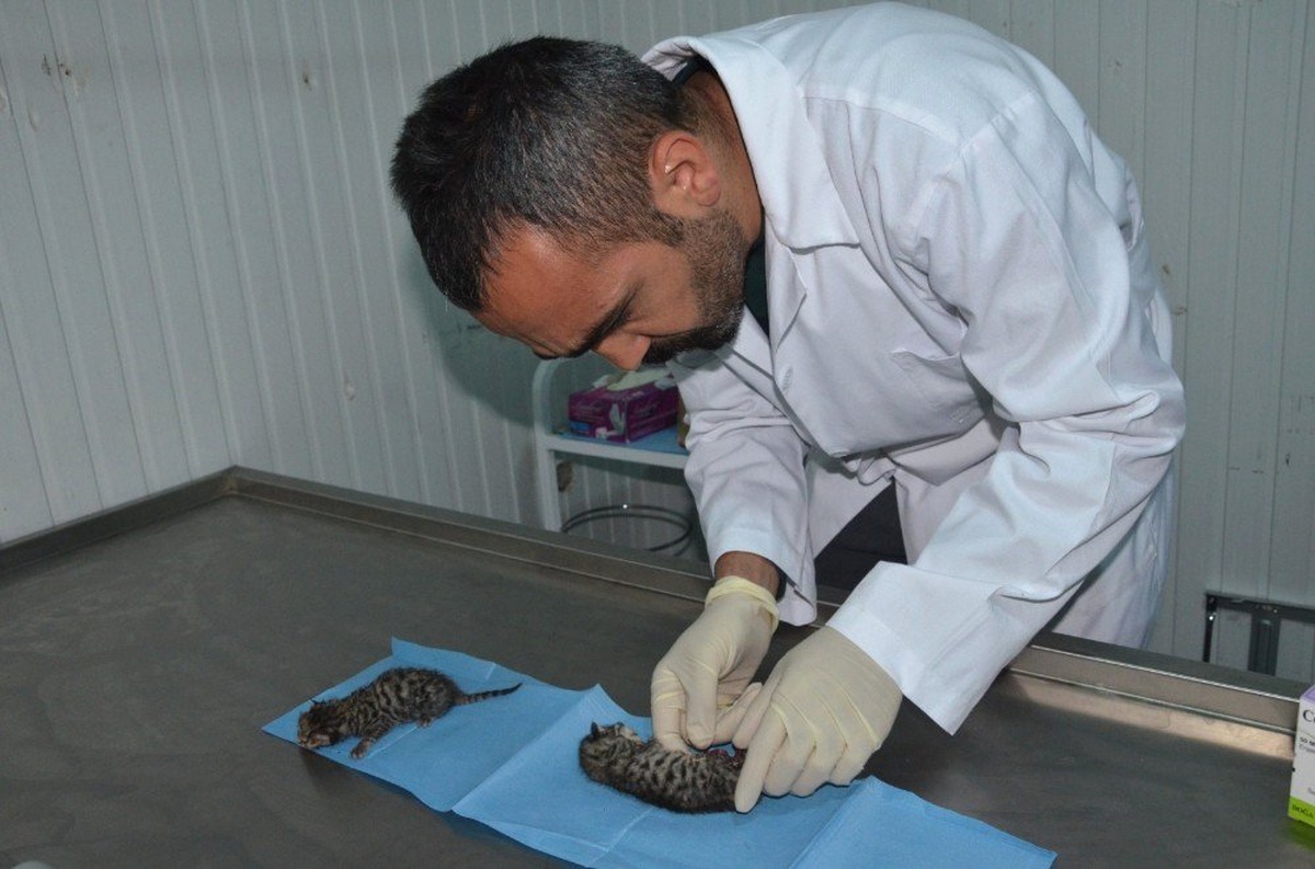 Yaralı yavru kediler için gece seferberliği
