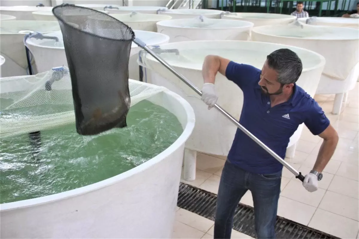 Akıntıya karşı göçü görüntülenmişti, çoğalması için özel çalışma yapılıyor