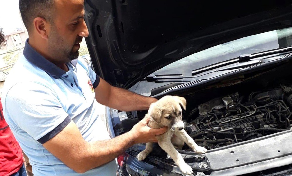 Arabanın motor bölümüne sıkışan yavru köpek kurtarıldı