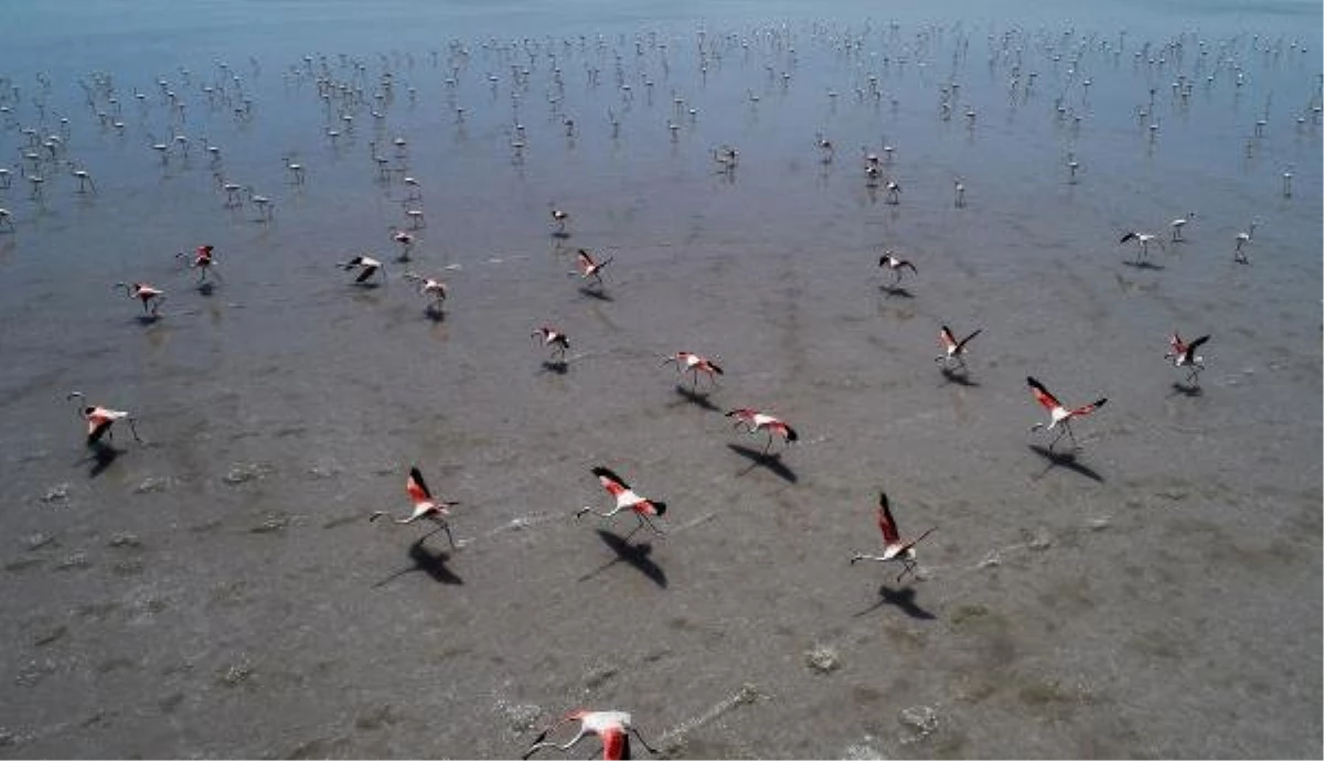 Flamingo cenneti Tuz Gölü kuruyor