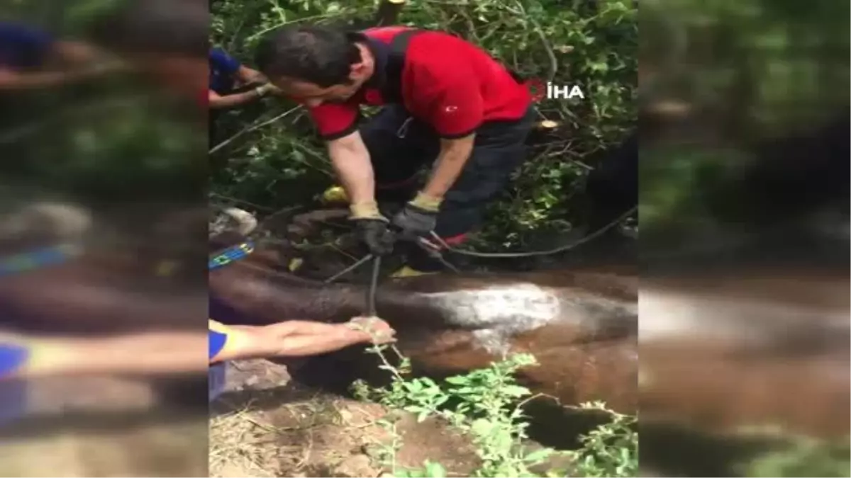 Havuza düşen inek AFAD ekiplerince kurtarıldı