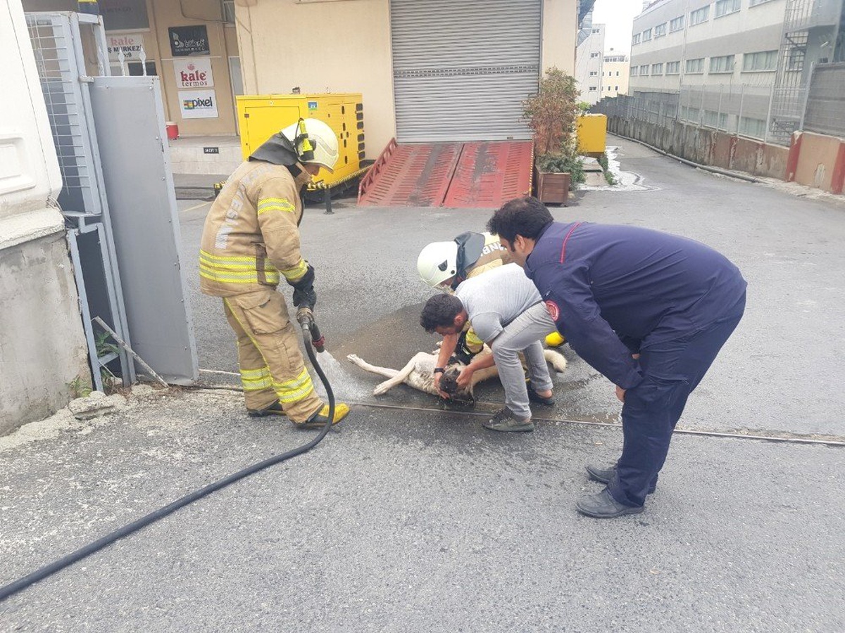 Kimyasal maddeden zehirlenen köpeği kurtarmak için seferber oldular