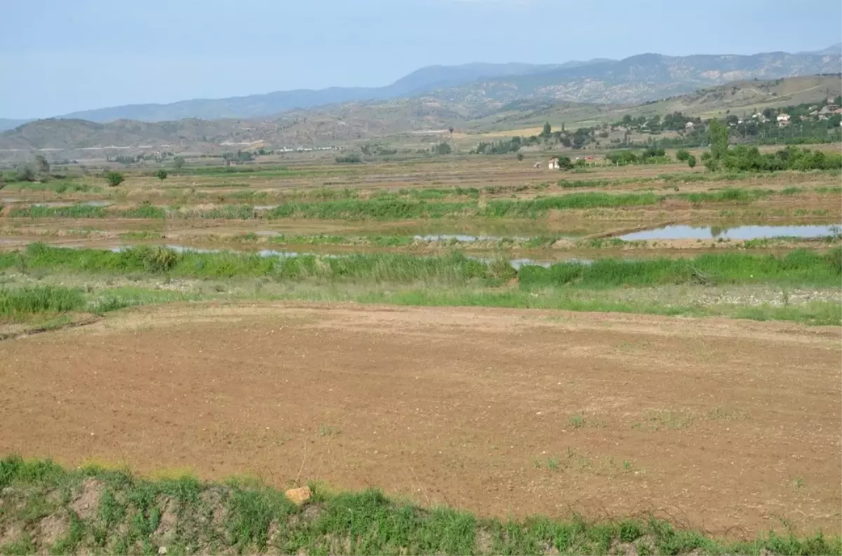 Kızılırmak havzasında çeltik arazileri susuzluktan kurumaya başladı