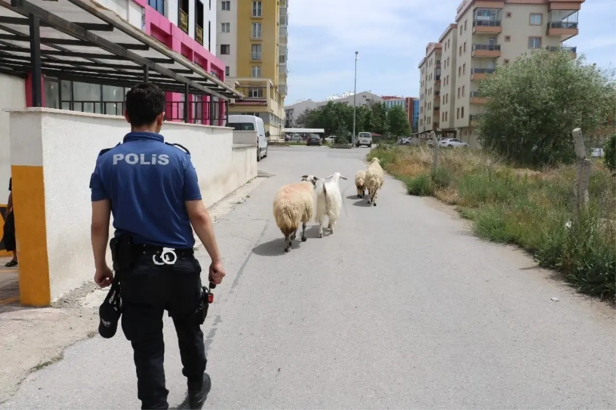 Polis sahipsiz koyunların başında nöbet tuttu