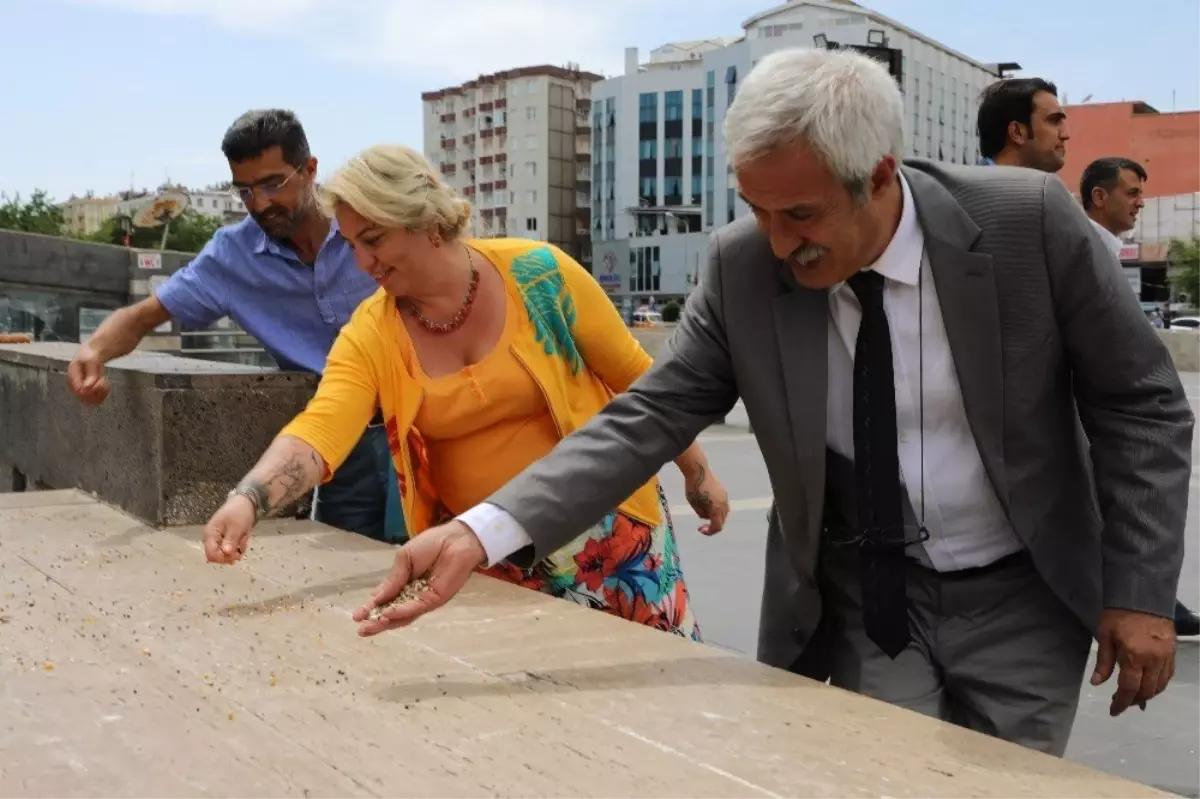 Şeyh Sait Meydanı\'ndaki kuşlara düzenli yem ve su bırakılacak