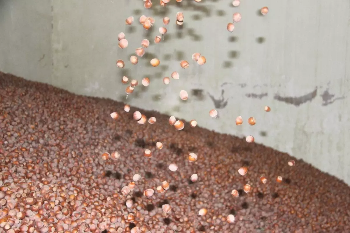 Düzce\'den Avrupa\'ya dört ayda 3 bin 483 ton fındık ihraç edildi