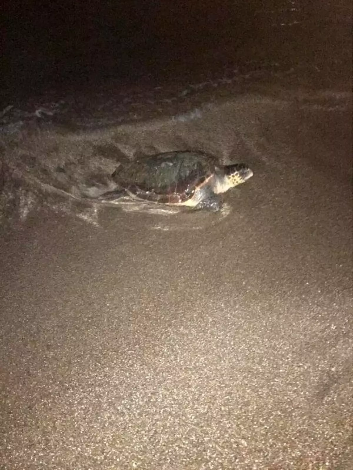 Örnekköy sahilinde caretta sürprizi