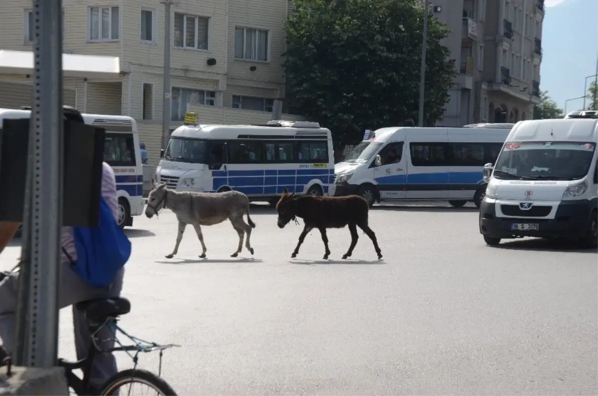 (Özel) Bursa\'da şehrin göbeğinde iki eşek sürücüleri zor durumda bıraktı