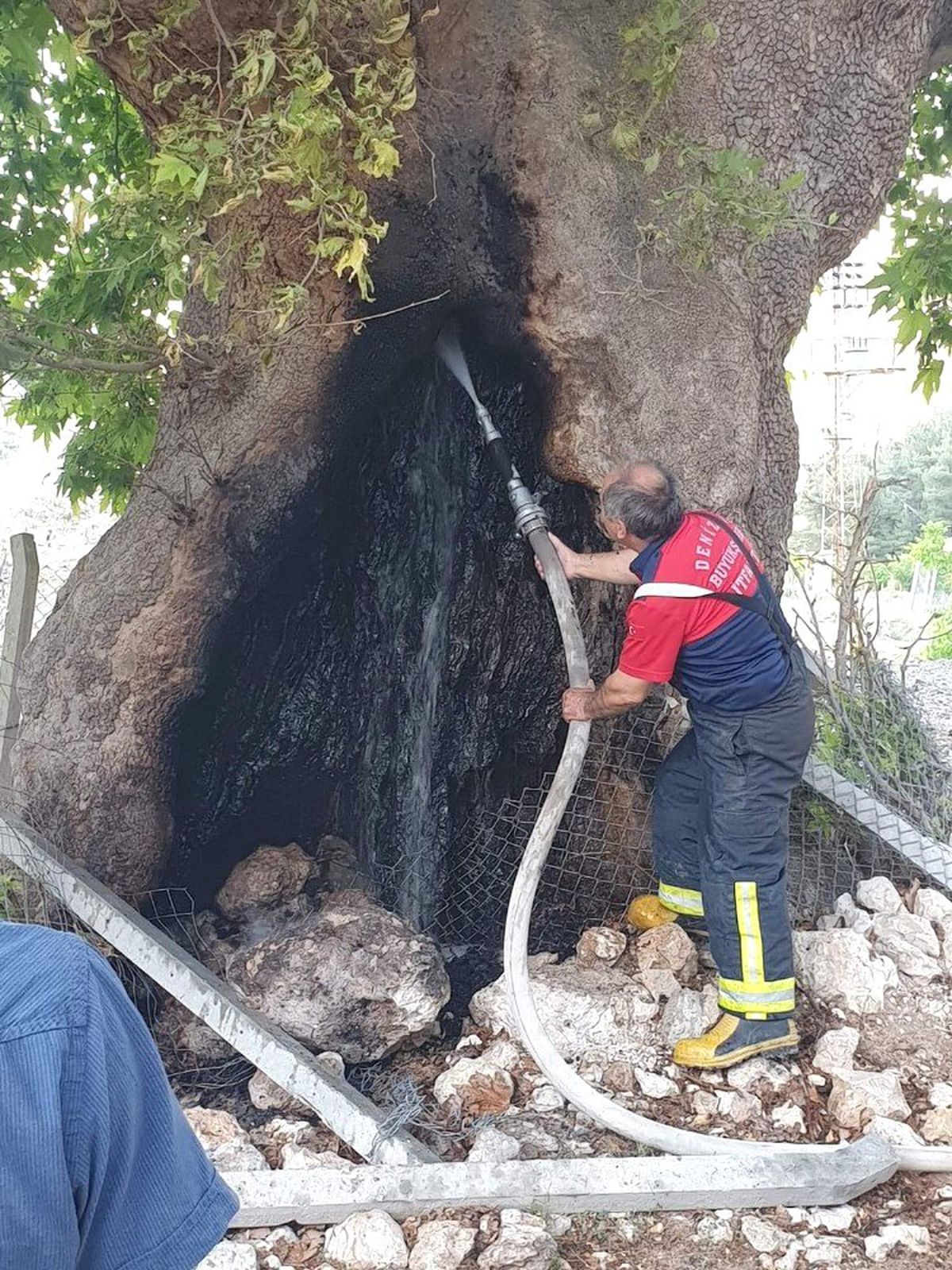 Asırların deviremediği çınarı ateşe verdiler