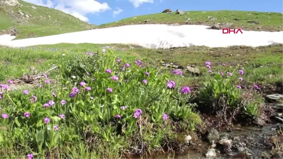 ERZURUM Yaylada ilkbahar yeni başladı