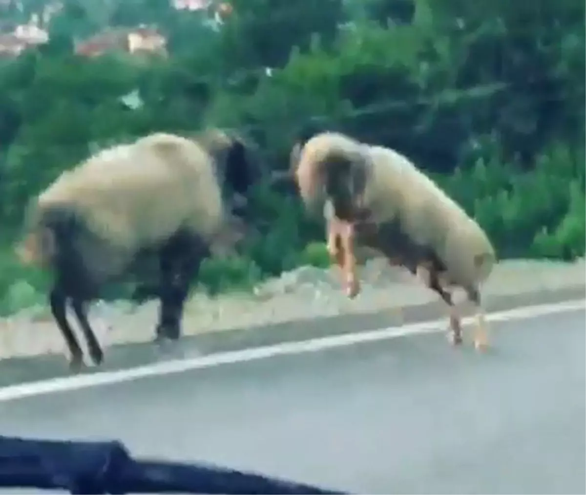 Koçların yol ortasında kafa kafaya kavgası kameralara yansıdı