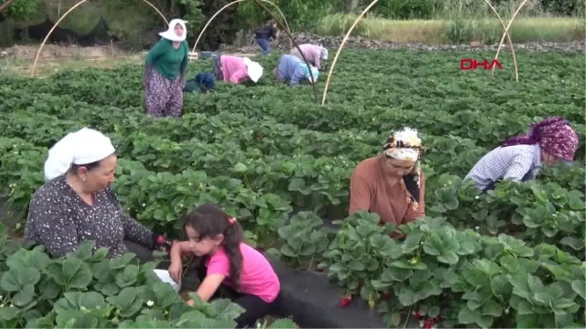 MUĞLA Vali Hanım Çileği üreticinin yüzünü güldürdü