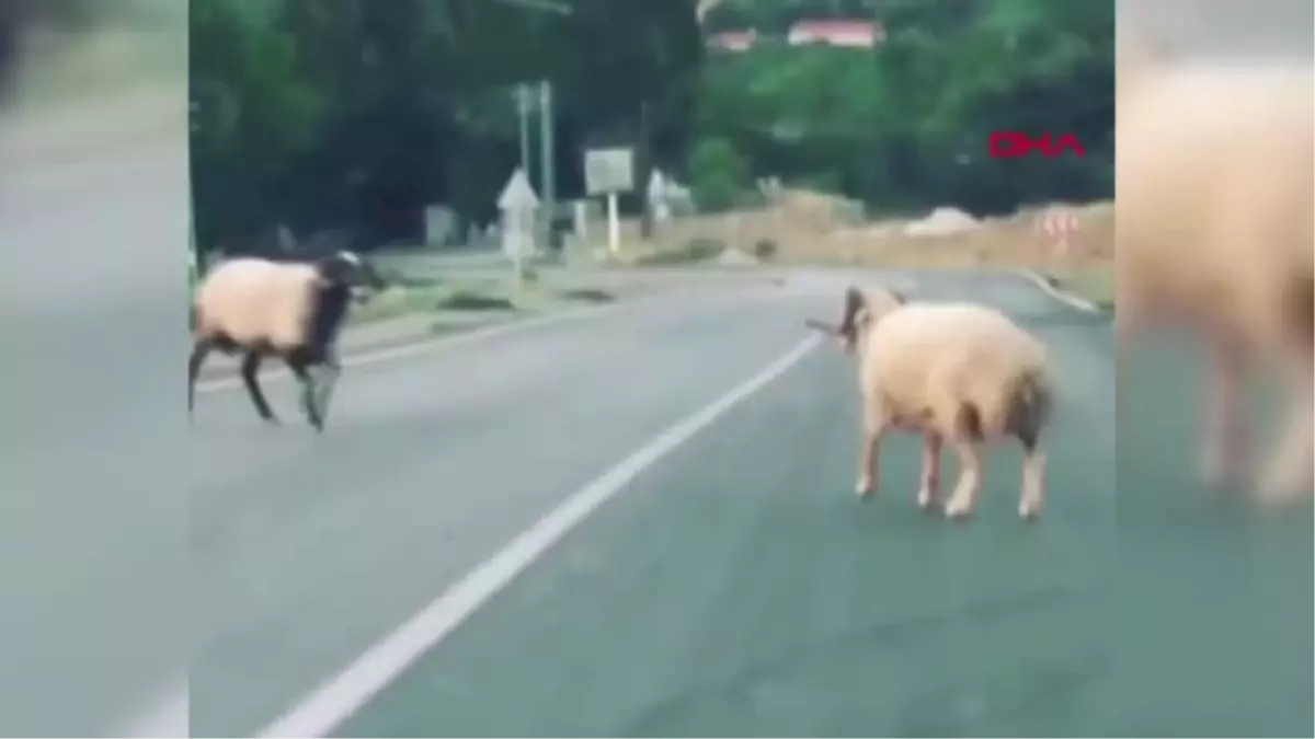 TOKAT 2 koçun otoyoldaki kavgası kameralara yansıdı