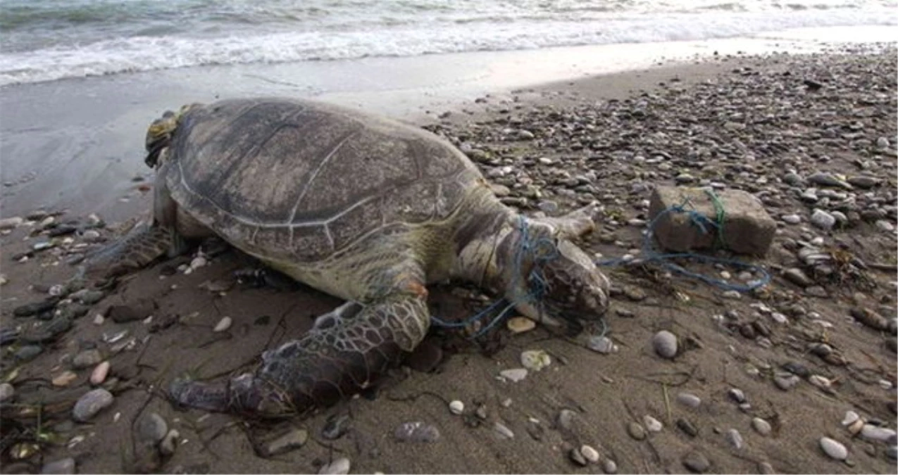 Antalya\'da görülmemiş eziyet: Caretta carettaya taşla vurup, üzerine bindiler