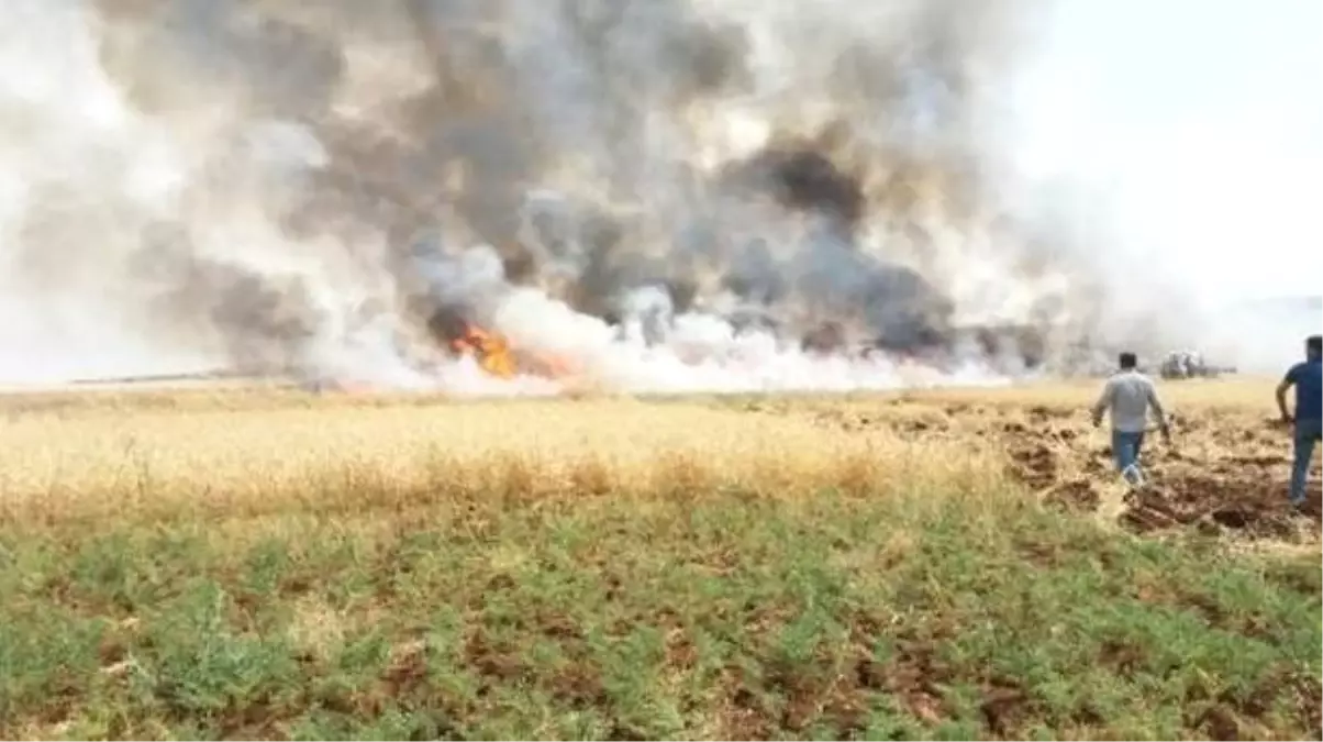 Buğday ve arpa tarlaları küle döndü