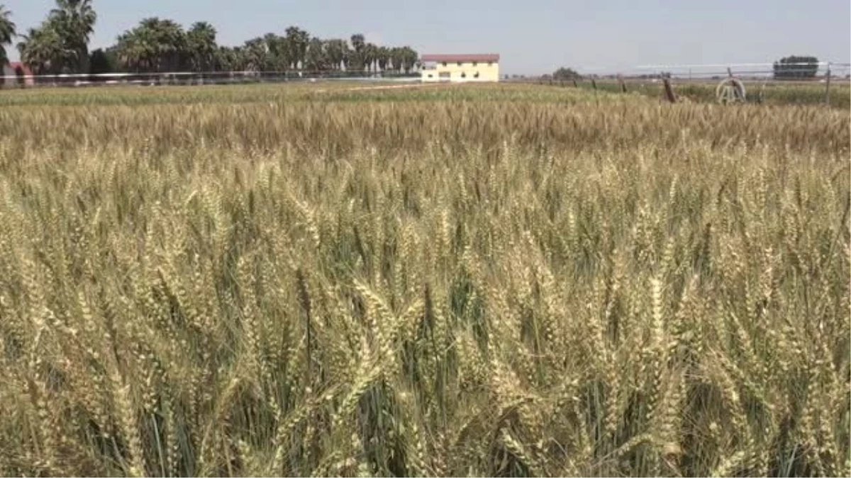 Doğu Akdeniz Tarımsal Araştırma Enstitüsünden 3 yeni buğday çeşidi