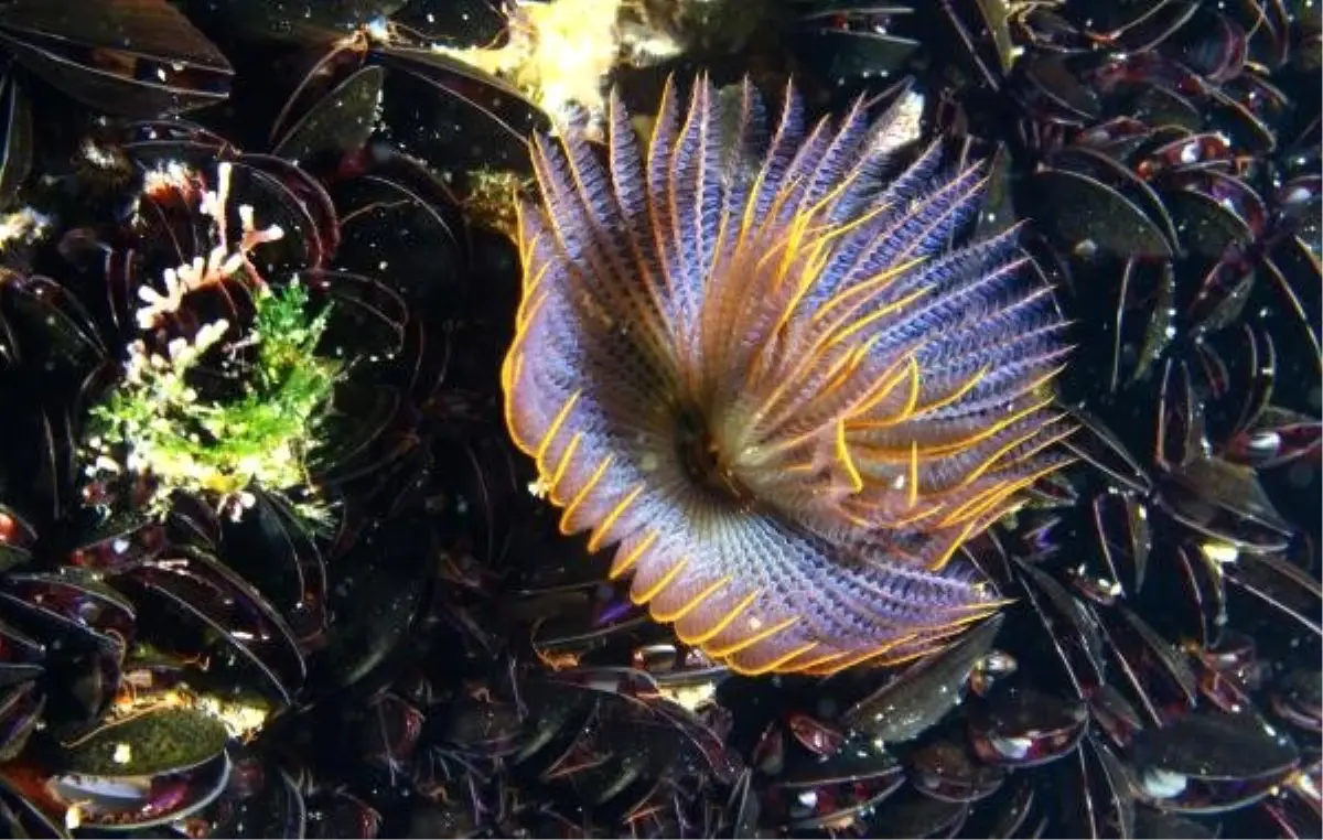 İzmir Körfezi\'nden güzel haber