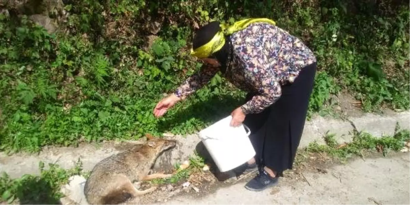 Kazada yaralanan çakal, tedaviye alındı