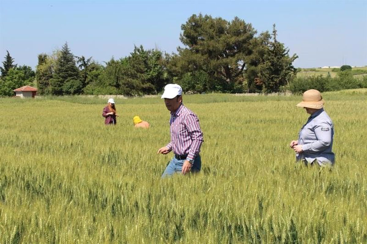 Kırklareli\'de süne ile mücadele çalışmaları