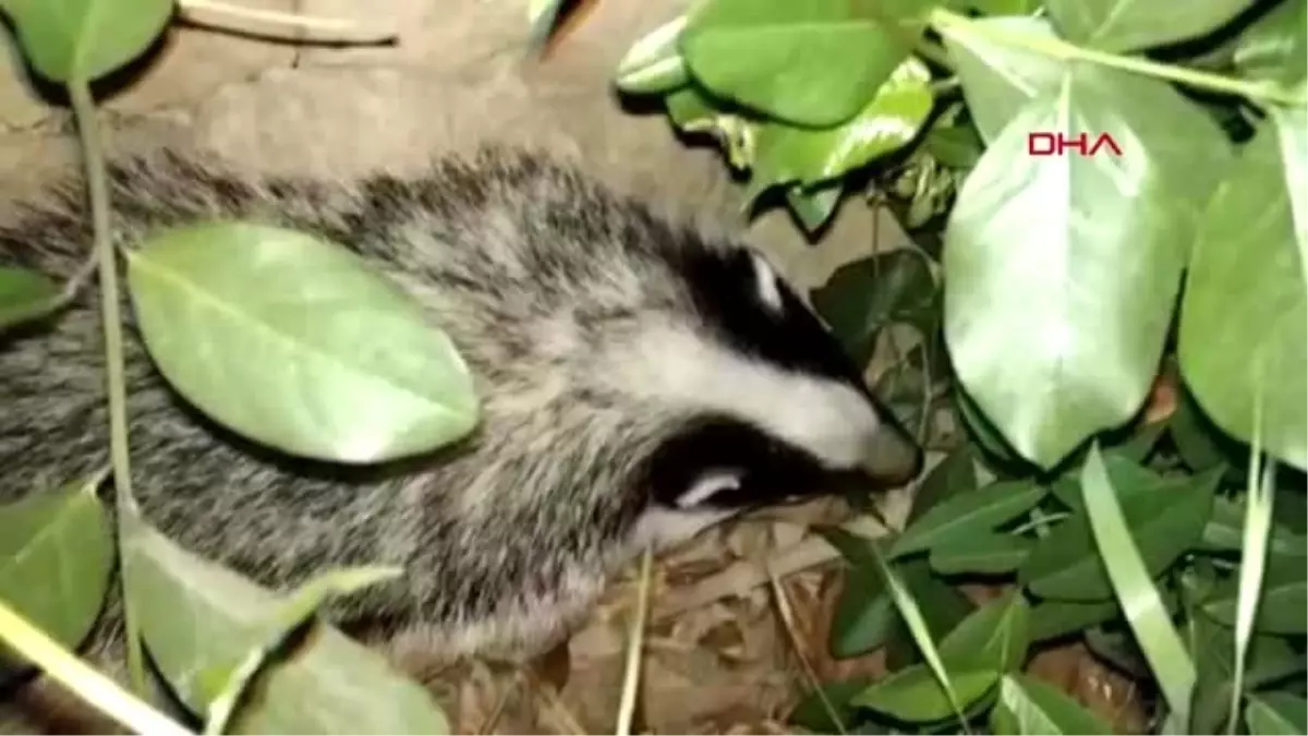 Nesli tükenme tehlikesi yaşayan porsuk, ilk kez bu kadar net görüntülendi