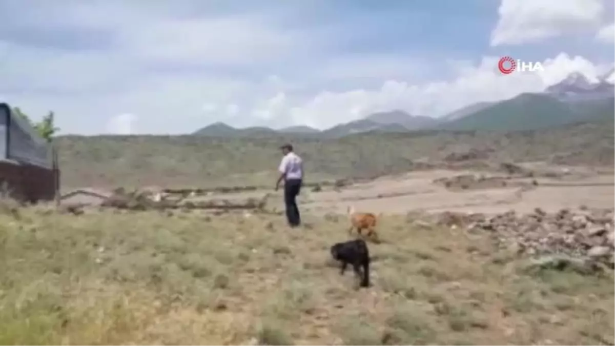 Torununa hediye gelen keçilere çocuğu gibi bakıyor