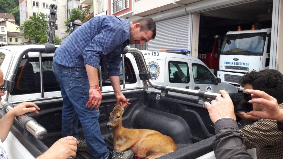 Yaralı halde bulunan karaca tedavi altına alındı
