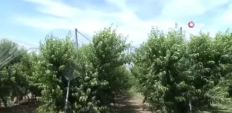 İnşaat sektöründen ayrıldı, nektarin bahçesi kurdu