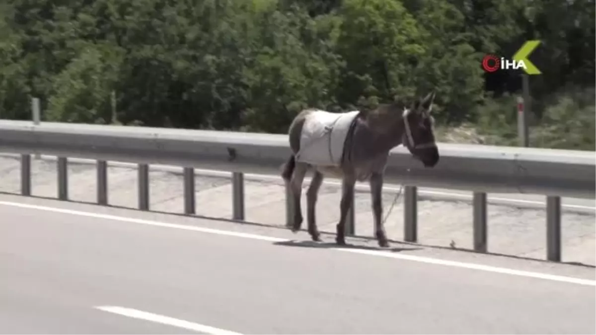 Karayolundaki eşek sürücülere zor anlar yaşattı