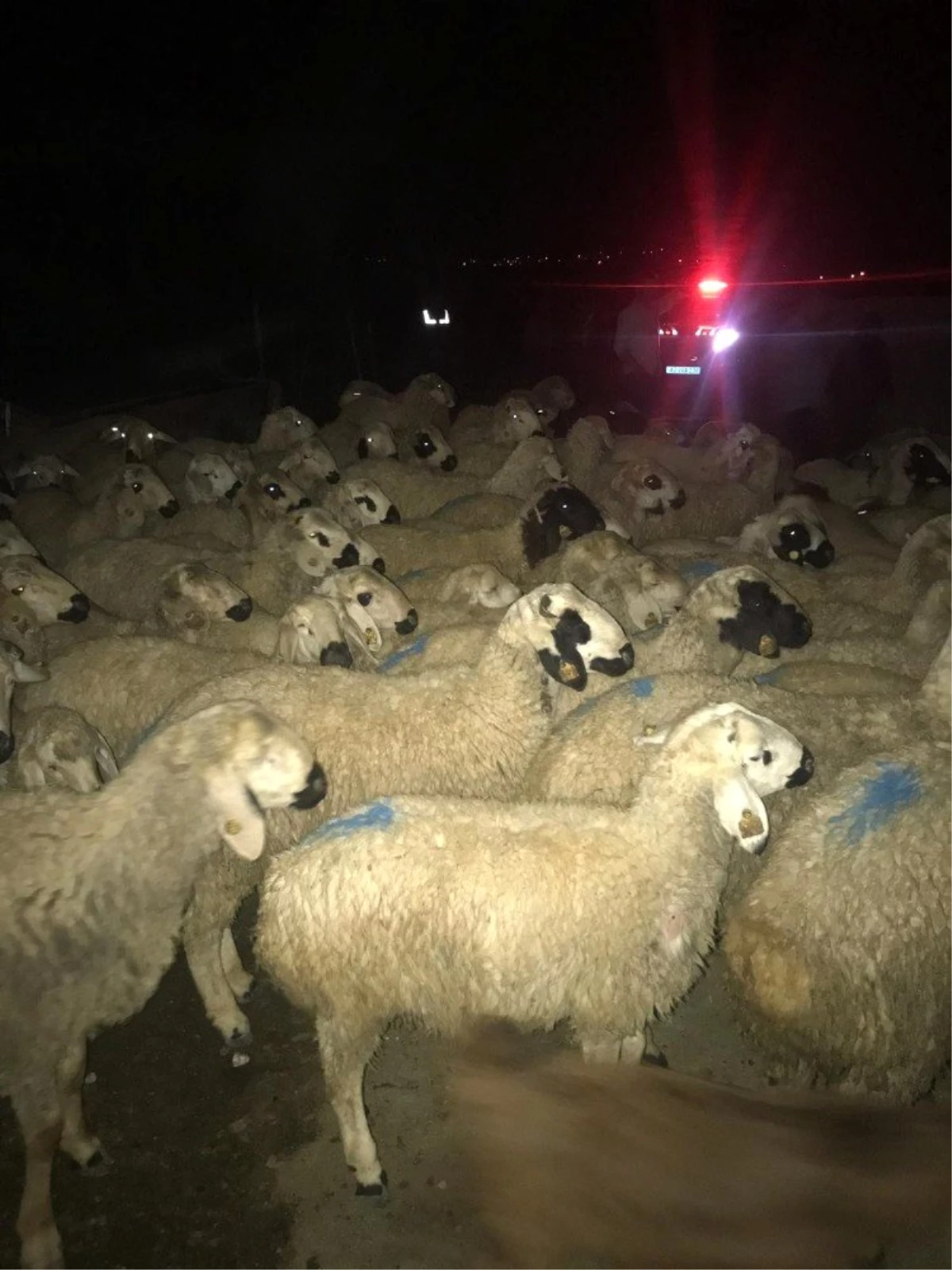 Kaybolan koyun sürüsünü jandarma buldu