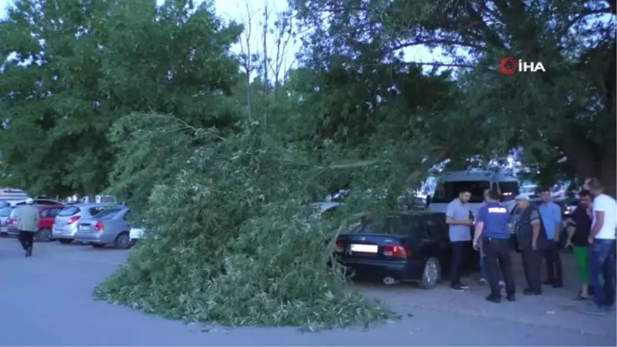 Kopan ağaç dalı otomobillerin üzerine düştü