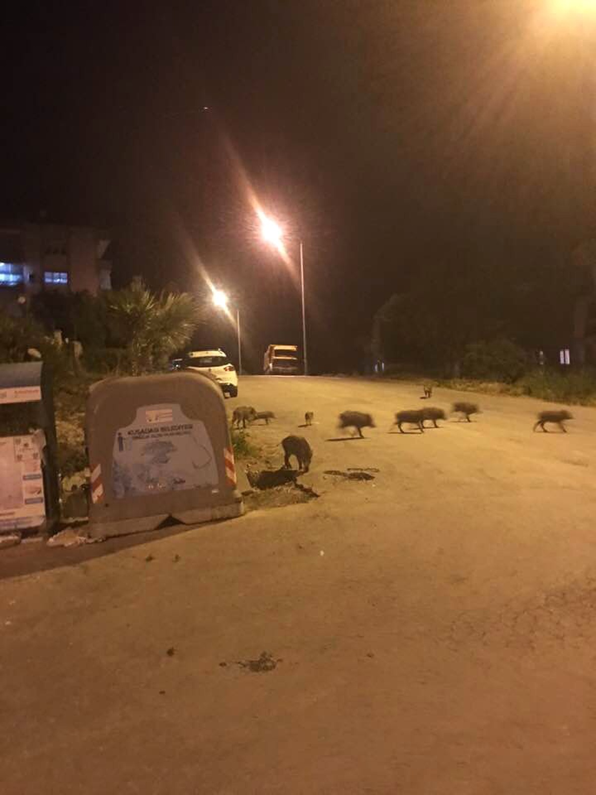 Kuşadası\'nda domuz sürüsü şehre indi