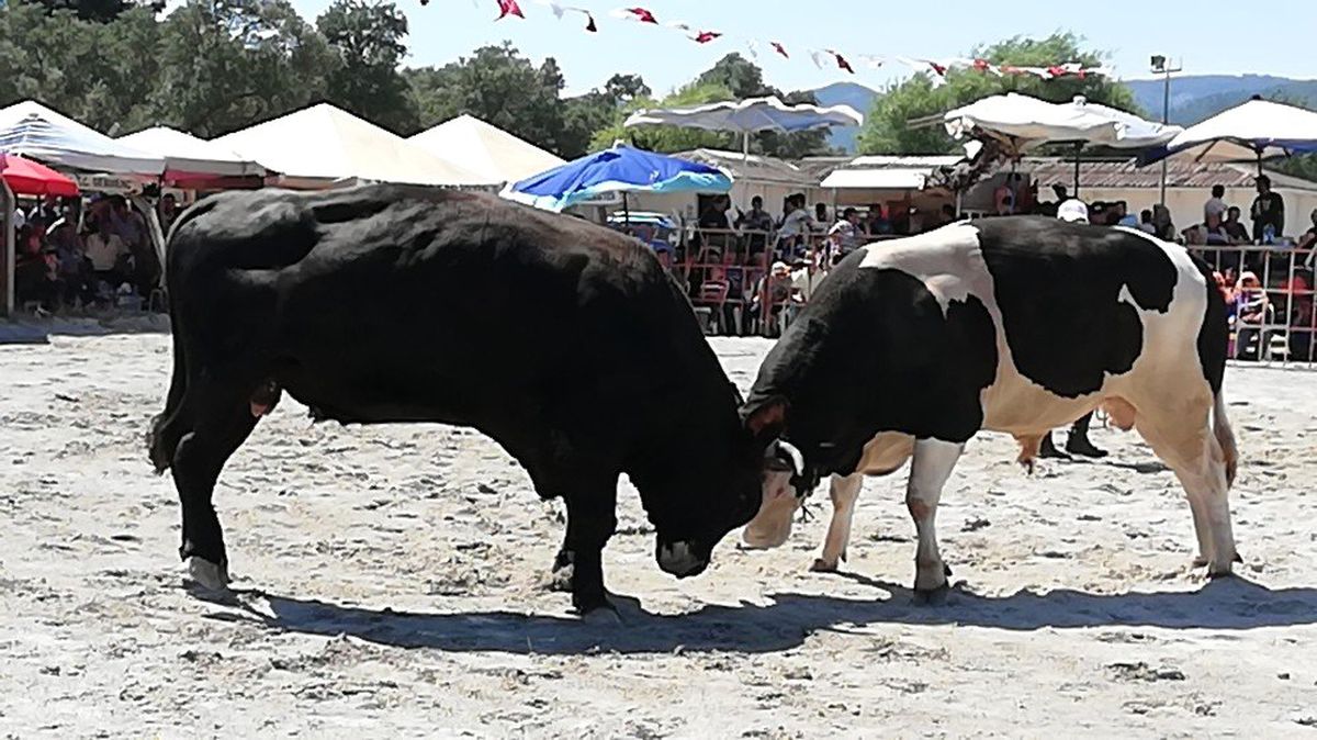 Rakibinden korkan boğa, tek vuruşta çiti yıkarak seyircilerin arasına daldı