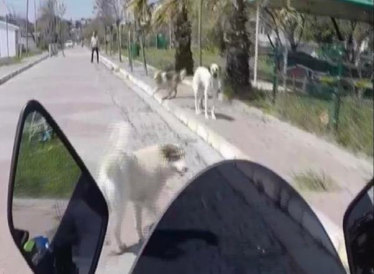 Silivri\'de etrafını köpekler saran motosiklet sürücüsünün zor anları