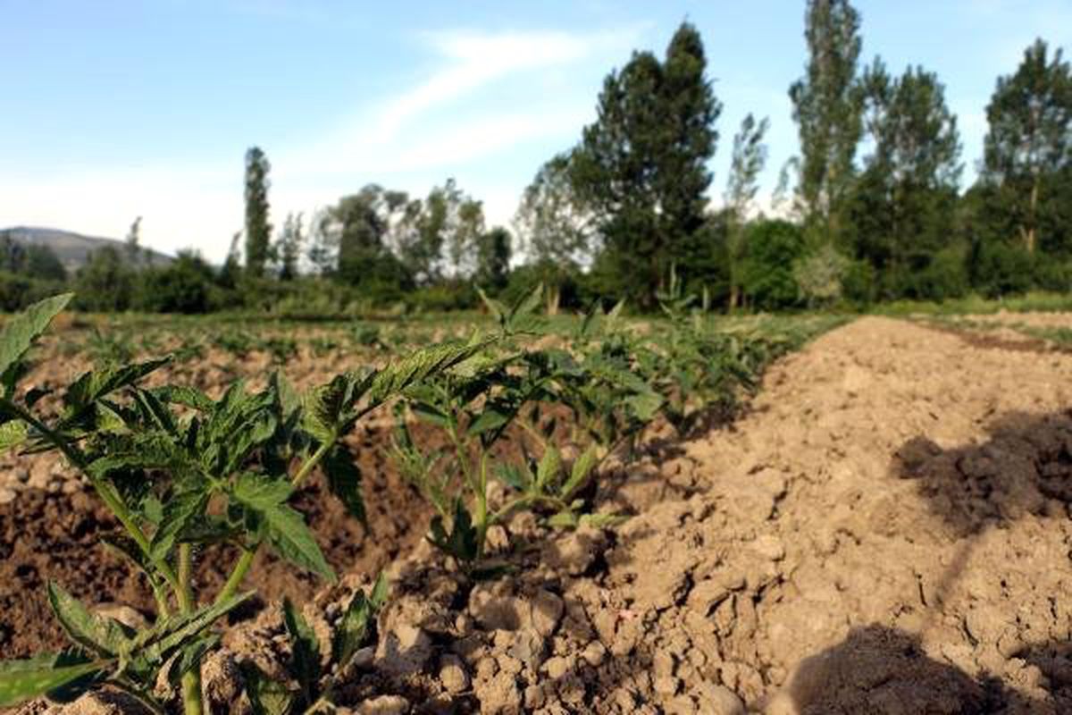 Tokat\'ta domates fidesi ekimi başladı