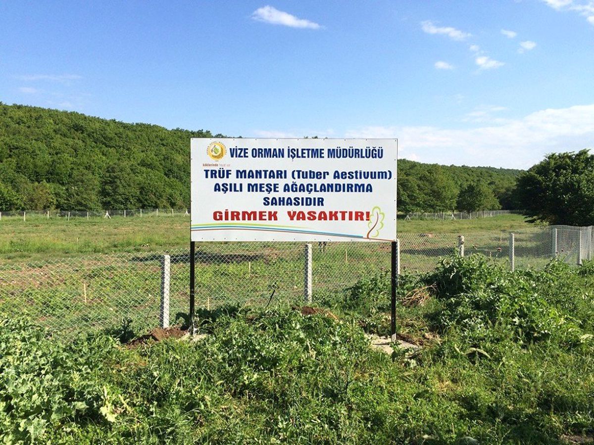 Trüf mantarı için hedef 350 milyon dolarlık ticaret hacmi