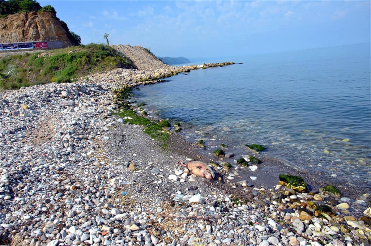 Zonguldak\'ta ölü yunuslar karaya vurdu