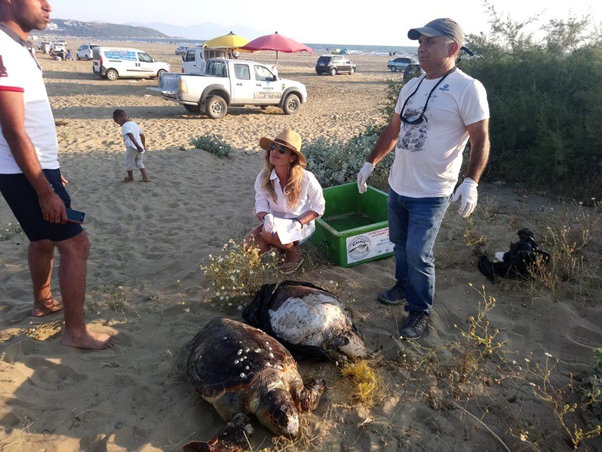 Didim\'de iki ölü Caretta caretta bulundu