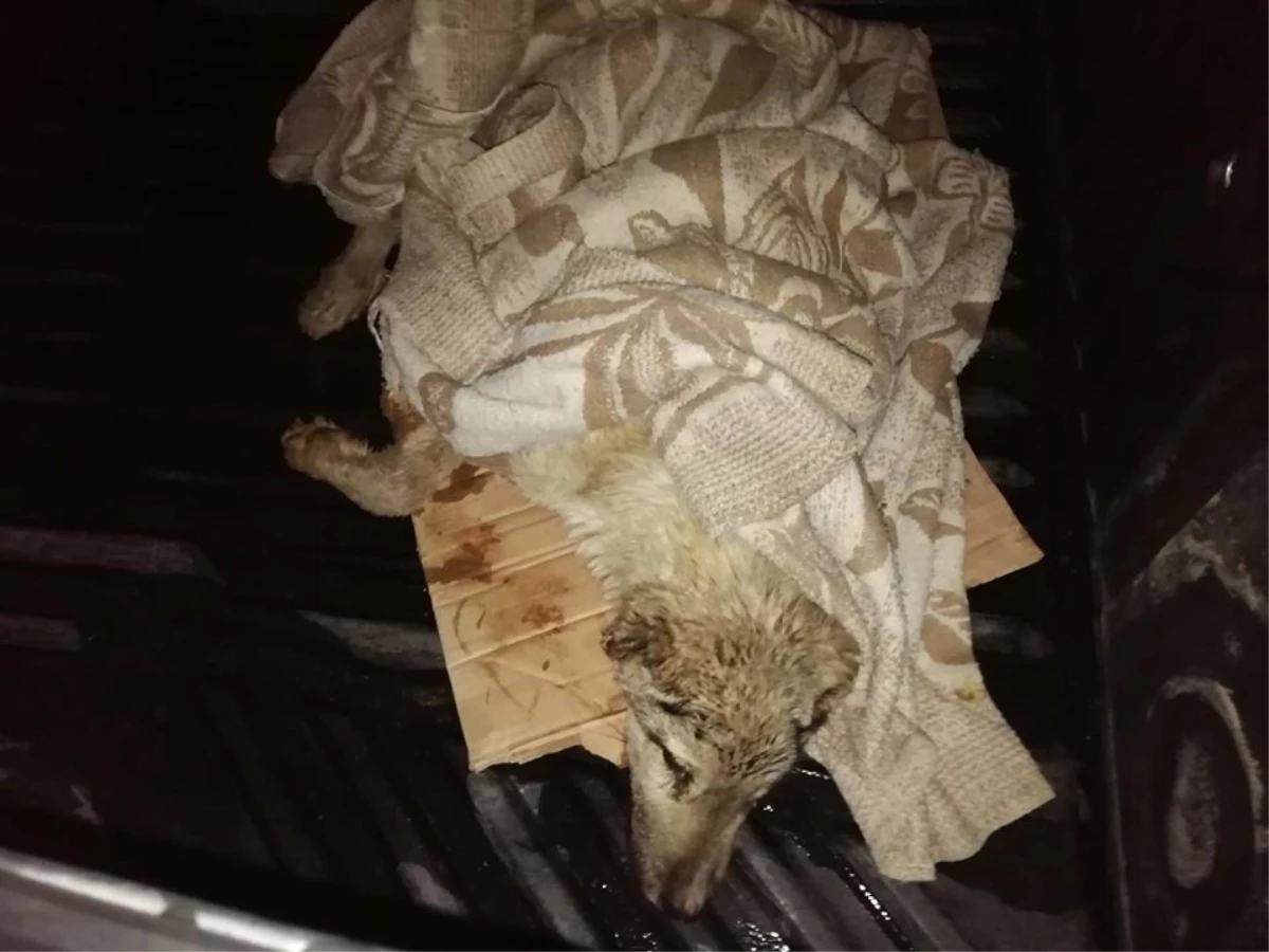 Otomobilin Çarpıp Kaçtığı Yaralı Köpeğe Pınarbaşı Belediyesi Sahip Çıktı