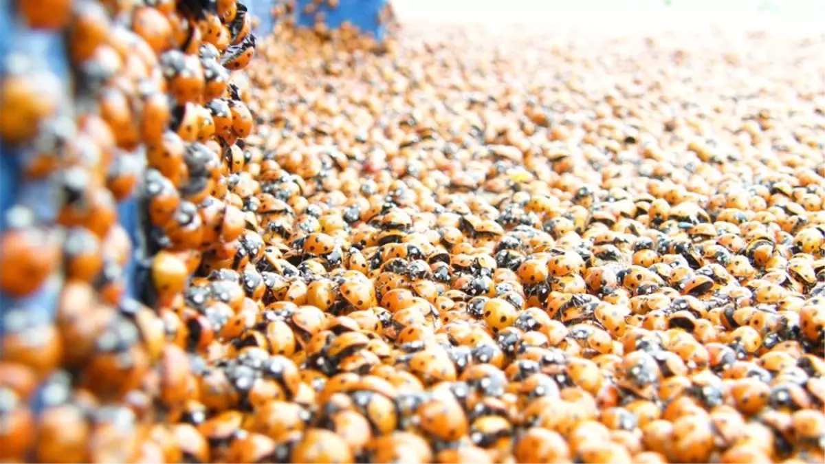 ABD\'de Kilometrelerce Uzunlukta Uğur Böceği Sürüsü Tespit Edildi